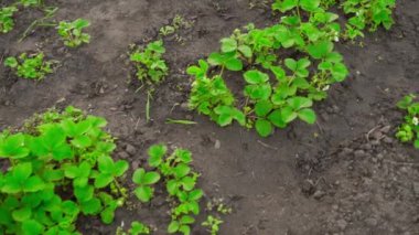 Kamera yeşil çileklerin üzerinde uçuyor. Yüksek kaliteli FullHD görüntüler