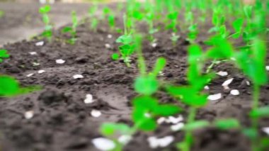 Bahçede taze bezelye filizleri var. Bahçe yatağında sıralar arasında kamera açıklığı. Yüksek kaliteli FullHD görüntüler