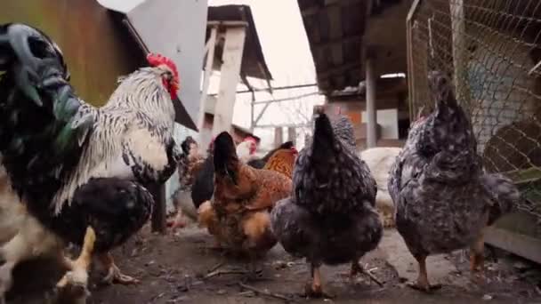 Pollos Corriendo Cámara Lenta Visión Trasera Imágenes Fullhd Alta Calidad — Vídeos de Stock