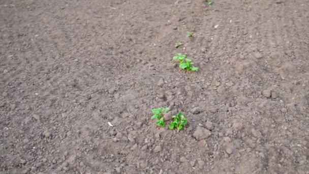 最初に入ったジャガイモは美しい手入れの行き届いた庭で芽を出しました 高品質のフルHd映像 — ストック動画