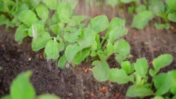 Поливати Редьку Росте Садовому Ліжку Крупним Планом Повільному Русі Зелене — стокове відео