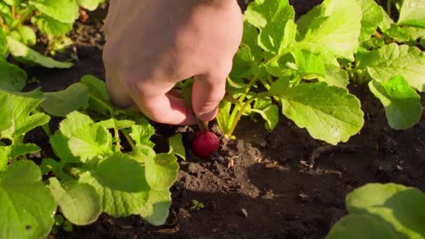 Sappige Rijpe Radijs Fruit Close Wordt Uit Tuin Getrokken Hoge — Stockvideo