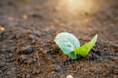 Sabahın erken saatlerinde çiğ damlalarında genç beyaz bir lahananın yaprakları. Yumuşak sıcak ışıklandırma ve bulanık arkaplan
