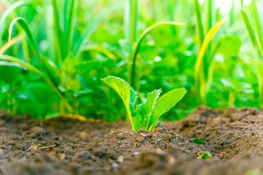 Beyaz lahana fidanlarının taze yaprakları bahçe yatağındaki toprağa yakın duruyor. Gün batımının altında yeşil lahana yaprakları ve bulanık arka plan.