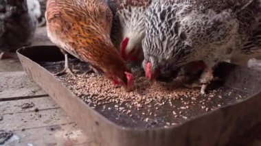 Kamera, farklı renklerdeki tavukların etrafında uçuyor. Besleyicinin buğdayını yavaş çekimde gagalıyor. Yüksek kaliteli FullHD görüntüler