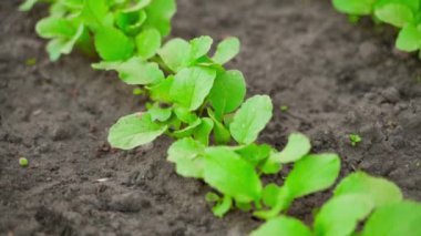 Toprakta büyüyen bir turpun yeşil yaprakları. Yüksek kaliteli FullHD görüntüler