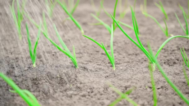 Watering Young Green Onion Water Close Slow Motion High Quality — Stock Video