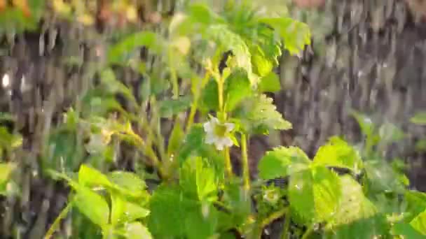 Lkbaharda Toprakta Büyüyen Ilk Çilek Çiçekleri Yavaş Çekimde Sulanır Yüksek — Stok video