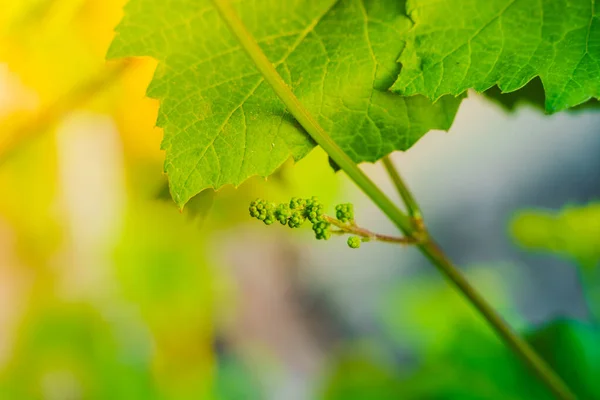 Germ Bunch Grapes Green Berries Close Vineyard Dawn Lighting — Stock Photo, Image