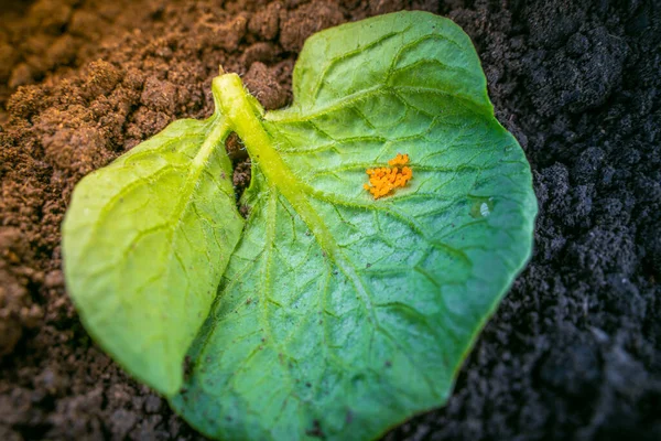 Colorado Potato Beetle Egg Laying Back Potato Leaf Close — Stock Photo, Image