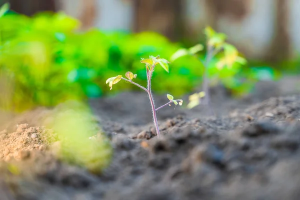 Uma Planta Cultivada Sementes Tomate Jovem Nos Raios Matinais Sol — Fotografia de Stock