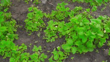 Baharda yeşil çilek çalıları, üst manzara. Yüksek kaliteli FullHD görüntüler