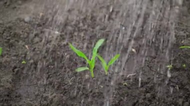 Sebze bahçesinde yetişen taze mısır filizleri yakından sulanır. Yüksek kaliteli FullHD görüntüler
