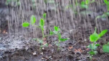 Sebze bahçesinde büyüyen bezelyelerden oluşan taze yeşil filizler yakından sulanır. Yüksek kaliteli FullHD görüntüler