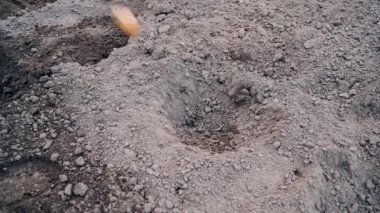 Toprağa kürekle patates ekme işlemi. Yüksek kalite 4k görüntü