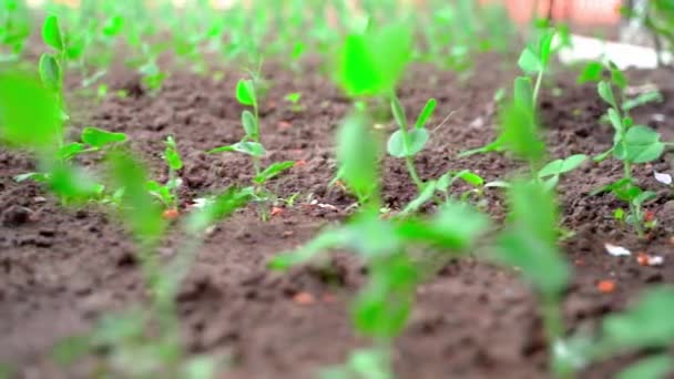 Овощной Сад Растущими Молодыми Ростками Гороха Движение Камеры Вид Снизу — стоковое видео