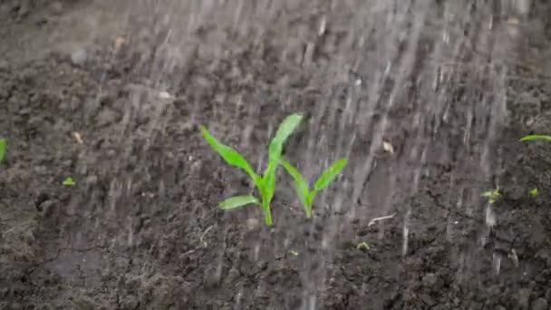 Młode Kiełki Kukurydzy Ogrodzie Warzywnym Bliska Podlewane Wysokiej Jakości Materiał — Wideo stockowe