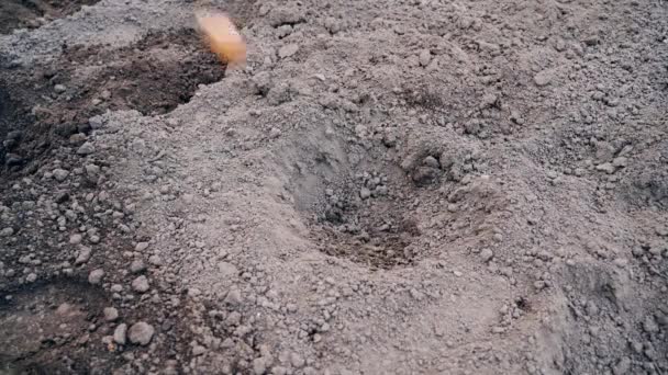 シャベルで土の中にジャガイモを植えるプロセス 高品質4K映像 — ストック動画