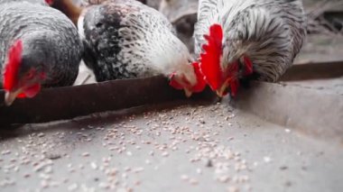 Horoz ve tavuklar yavaş çekimde besleyiciden buğday gagalıyorlar. Yüksek kaliteli FullHD görüntüler