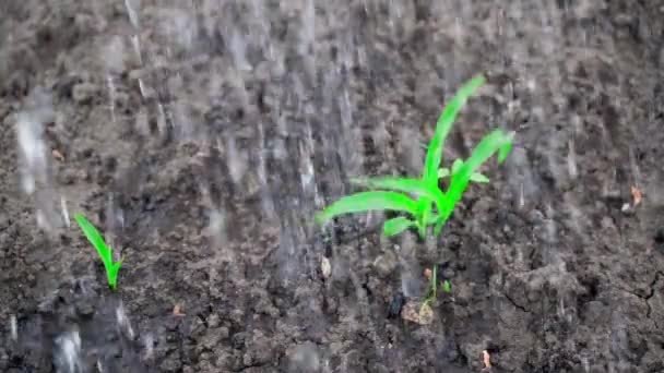 Suelo Seco Una Cama Jardín Con Maíz Crecimiento Riega Cámara — Vídeos de Stock