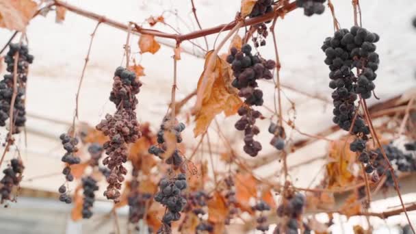 Una Vendemmia Viziata Uva Rossa Pende Vigneto Asciutto Primo Piano — Video Stock