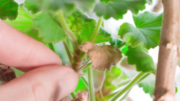 Dedos Close Arrancam Folhas Secas Pelargonium Close Imagens Alta Qualidade — Vídeo de Stock