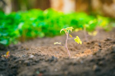 Genç bir domates tohumu, bir bahçe yatağında yetişiyor.