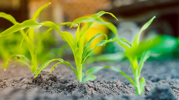 Mladý Zelený Výhonek Kukuřice Vyrůstá Zblízka Půdě Záhonu Úsvit — Stock fotografie
