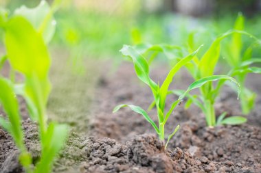 Yakın plan yeşil mısır filizi bahçe yatağında toprakta yetişiyor.