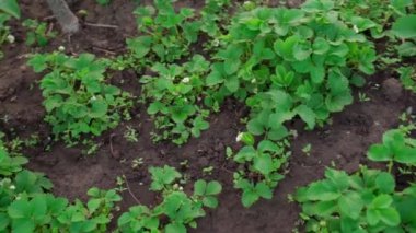 Doymuş yeşil yatak, büyüyen çilekler, pürüzsüz kamera açıklığı. Yüksek kaliteli FullHD görüntüler