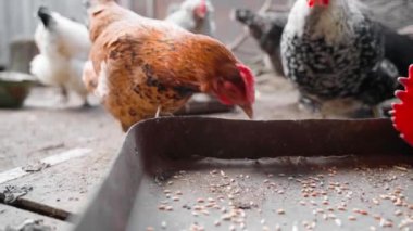 Açık kahverengi renkli güzel bir tavuk yavaş çekimde bir besleyiciden buğday gagalar. Yüksek kaliteli FullHD görüntüler