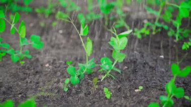 Bahçe yataklarını akşamları taze bezelyelerle suluyorum. Su içinde taze bezelye filizleri yavaş çekimde düşer. Yüksek kaliteli FullHD görüntüler