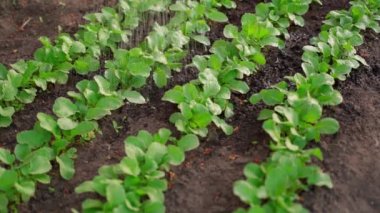 Bahçe yatağında yavaş çekimde yetişen bir turpu suluyorum. Yeşil turp yaprakları. Yüksek kaliteli FullHD görüntüler