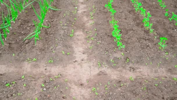 Percorso Tra Due Letti Giardino Passaggio Agevole Della Telecamera Orto — Video Stock