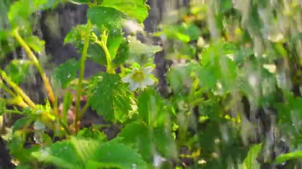 Vattnar Sängen Med Växande Blommande Jordgubbar Grönsaksträdgården Närbild Vid Soluppgången — Stockvideo