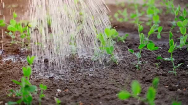 Riego Una Cama Jardín Con Cultivo Guisantes Jóvenes Noche Atardecer — Vídeo de stock