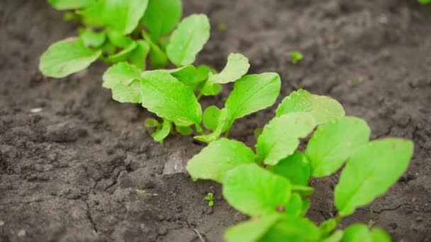 Green Leaves Radish Growing Garden High Quality Fullhd Footage — Stock Video