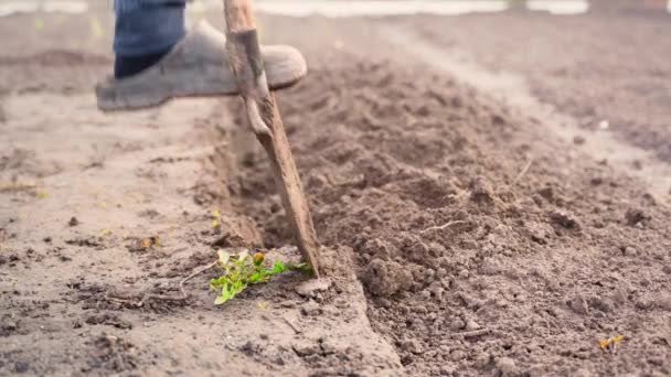 Kopat Zahradu Lopatou Zblízka Uvolnění Změkčení Půdy Pro Zahradní Záhony — Stock video