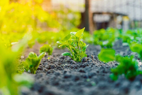 Bahçe yatağındaki toprakta yeni bir patates filizi yetişiyor. Yakın plan, akşam üzeri.