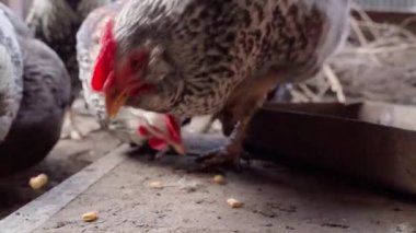 Tavuklar yavaş çekimde mısırı açgözlülükle gagalar. Yüksek kaliteli FullHD görüntüler