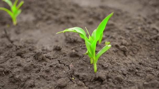 Eerste Jonge Maiskiemen Groeien Grond Van Tuin Close Druppels Water — Stockvideo