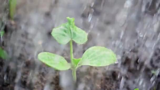 Pierwsze Zielone Liście Cukinii Ogrodzie Zbliżeniu Gleby Podlewane Obficie Wodą — Wideo stockowe