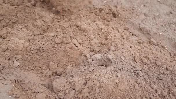 庭のベッドの中の硬い土を熊手でかき集めて粉砕する 高品質4K映像 — ストック動画