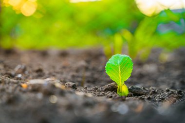 Sabahın ilk ışıklarıyla birlikte yeşil bir lahana yaprağı şeffaflaşır. Bahçe yatağına yakın çekim.