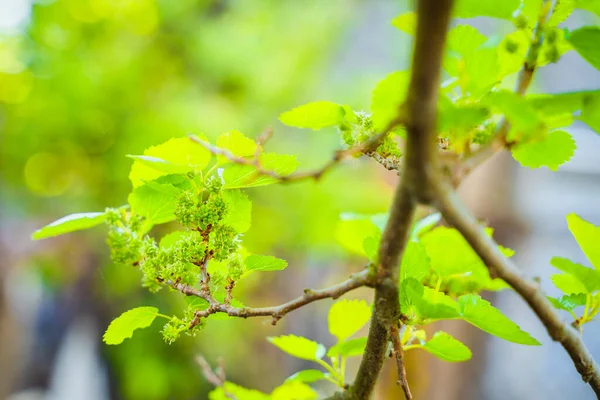 未成熟的绿色桑树 特写在树枝上 肥沃的树 — 图库照片