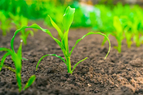 Close Jonge Groene Maïsspruit Groeit Grond Het Tuinbed — Stockfoto