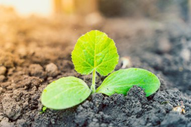 Geniş yapraklı, yeşil bir kabak filizi, sabahın erken saatlerinde bir bahçe yatağında, toprakta yetişir.