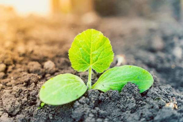 Geniş yapraklı, yeşil bir kabak filizi, sabahın erken saatlerinde bir bahçe yatağında, toprakta yetişir.