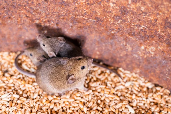 Tarla faresi ailesi buğday deposunda