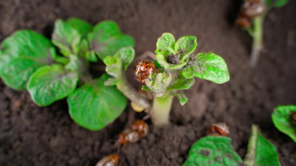 Escarabajo Patata Colorado Come Las Hojas Verdes Primer Plano Patata — Vídeo de stock